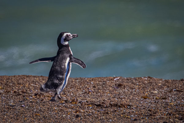 Magellan Pinguin - Spheniscus Magellanicusn