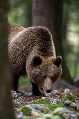 Braunbär - Ursus arctos