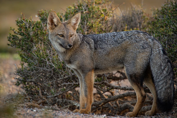 Argentinische Kampfuchs (Lycalopex griseus, Syn.: Pseudalopex griseus)