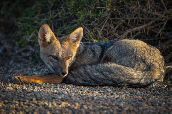 Argentinische Kampfuchs - Lycalopex griseus, Syn.: Pseudalopex griseus