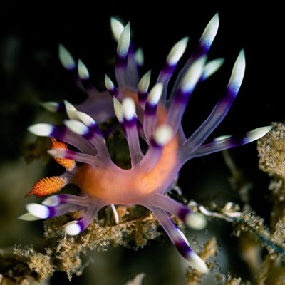 Flabellina sp