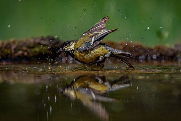 Kohlmeise - Parus major