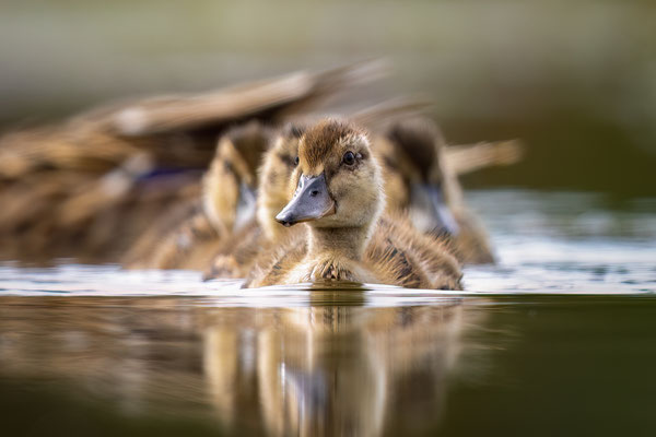 Stockente - Anas platyrhynchos