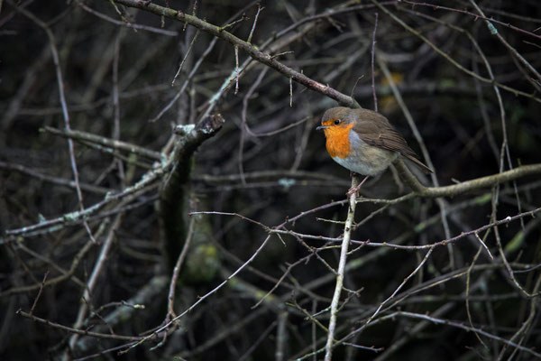 Rotkehlchen - Erithacus rubecula