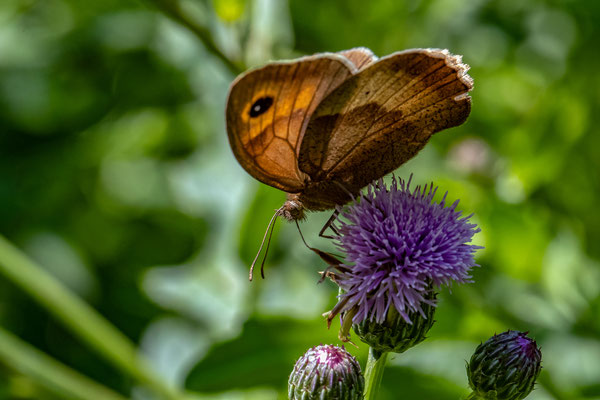 Südlicher Waldportier (Hipparchia ferula)