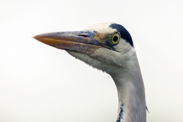 Graureiher - Ardea cinerea