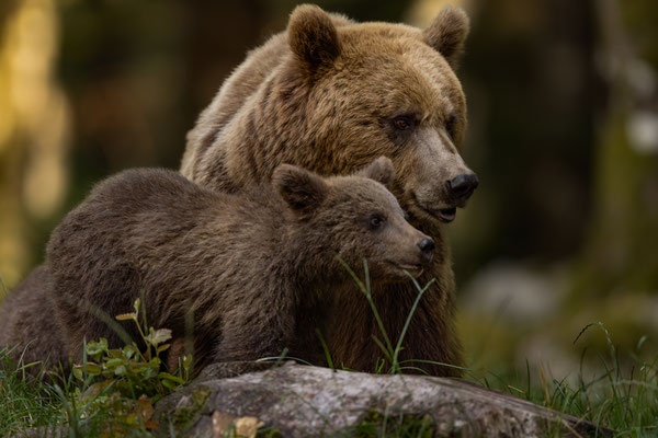  Braunbär - Ursus arctos