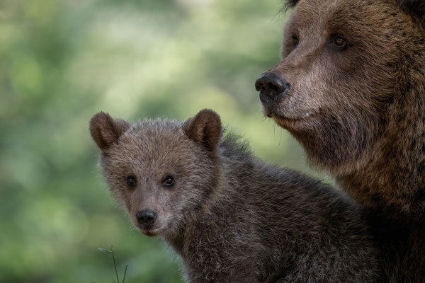 Braunbär - Ursus arctos