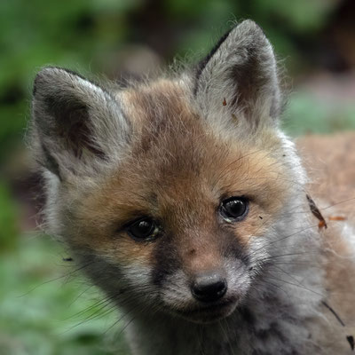 Rotfuchs - Vulpes vulpes