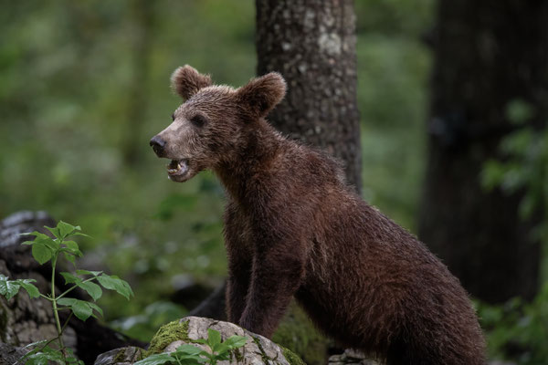 Braunbär - Ursus arctos