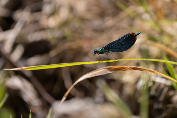 Prachtlibelle m - Calopteryx virgo virgo