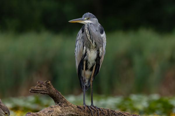 Graureiher - Ardea cinerea