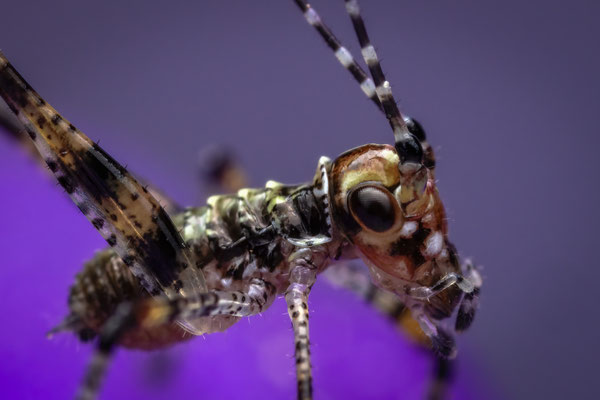 Larve einer Sichelschrecke - Phaneroptera nana
