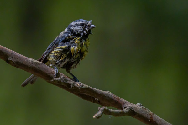 Blaumeise - Cyanistes caeruleus