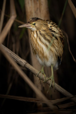 Zwergdommel - Ixobrychus minutus