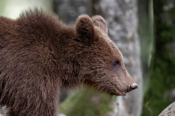 Braunbär - Ursus arctos