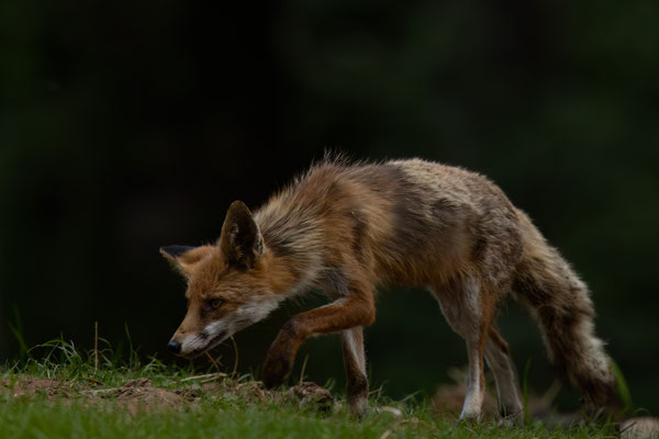 Rotfuchs - Vulpes vulpes