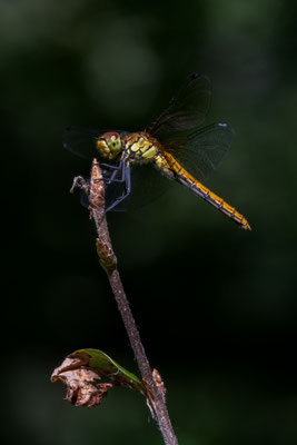 Sumpf-Heidelibelle - Sympetrum depressiusculum