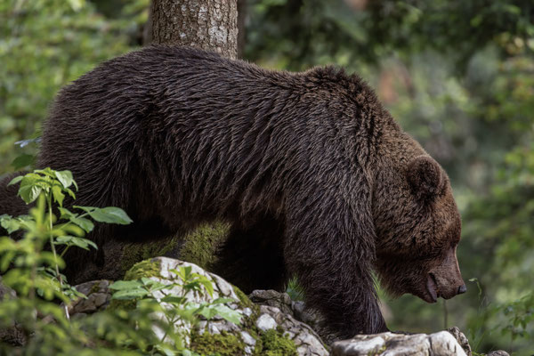 Braunbär - Ursus arctos