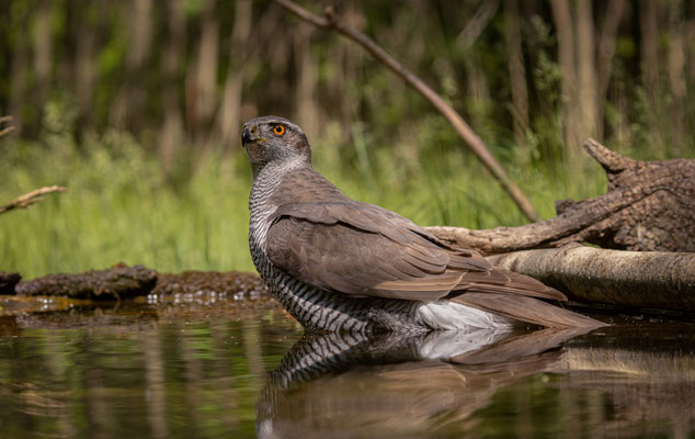 Habicht - Accipiter gentilis