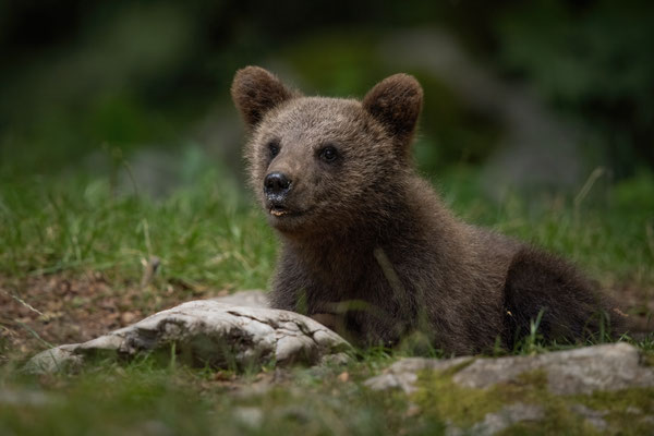  Braunbär - Ursus arctos
