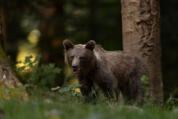  Braunbär - Ursus arctos