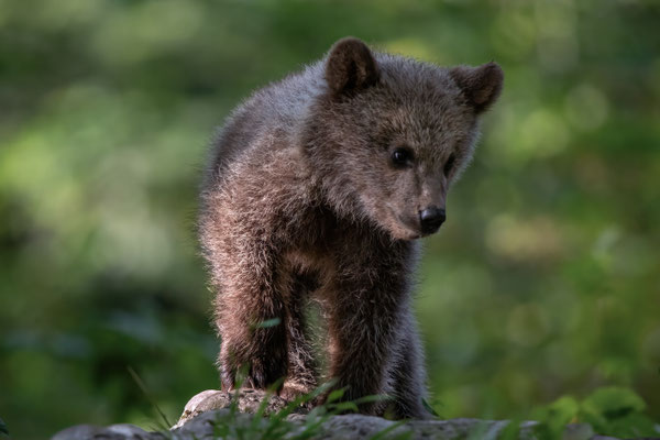 Braunbär - Ursus arctos
