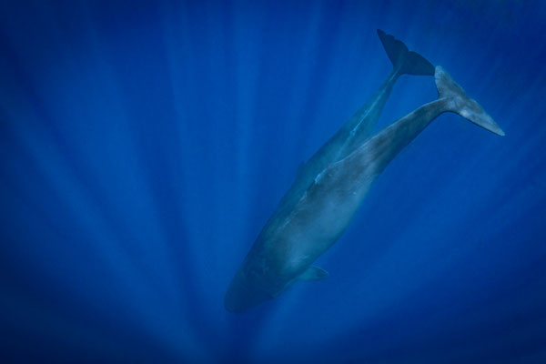Pottwal (Physeter macrocephalus, Syn.: Physeter catodon) 