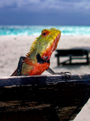 Blutsaugeragame - Calotes versicolor