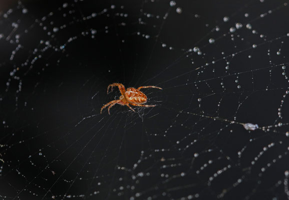 Gartenkreuzspinne (Araneus diadematus)