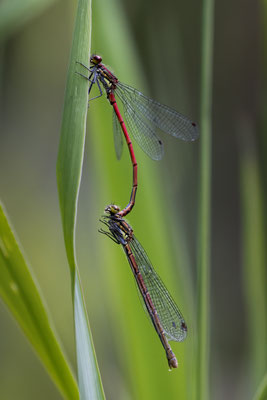 Adonislibelle m/w - Pyrrhosoma nymphula
