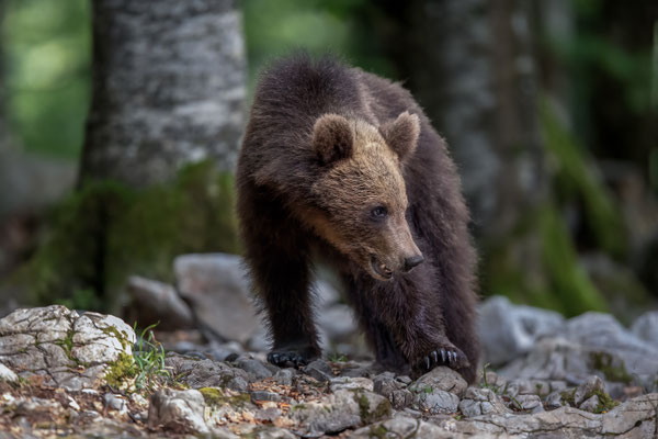 Braunbär - Ursus arctos
