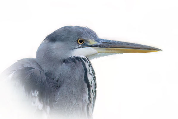 Graureiher - Ardea cinerea