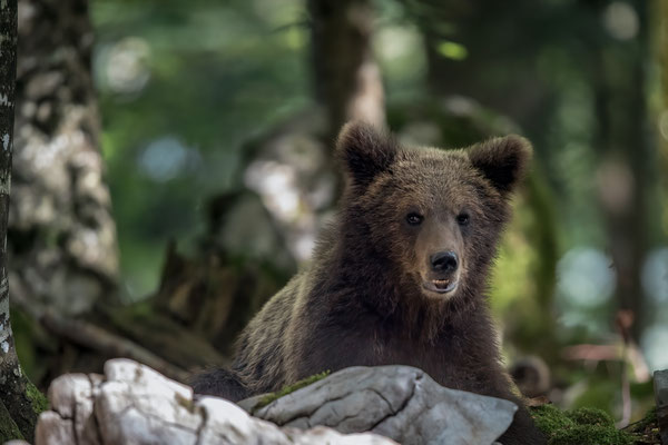Braunbär - Ursus arctos