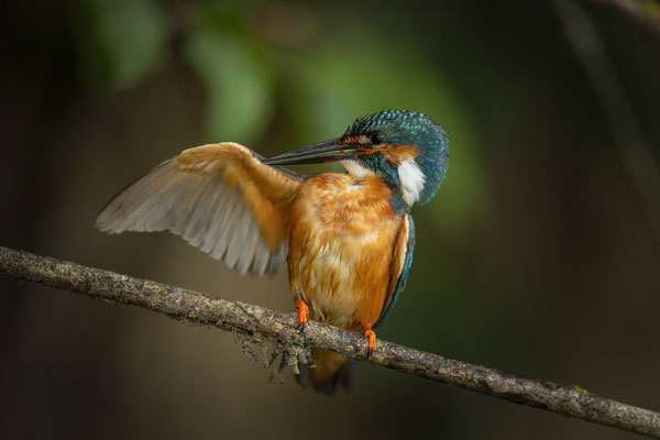 Eisvogel - Alcedo atthis
