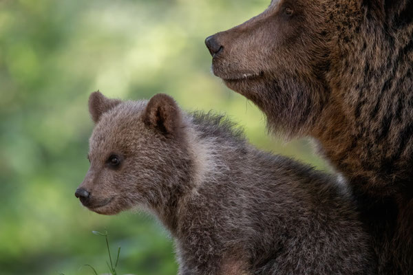  Braunbär - Ursus arctos