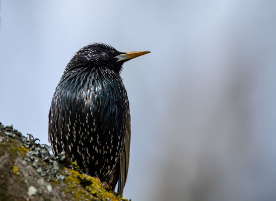 Star - Sturnus vulgaris