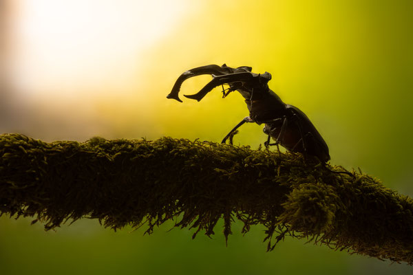 Hirschkäfer - Lucanus cervus