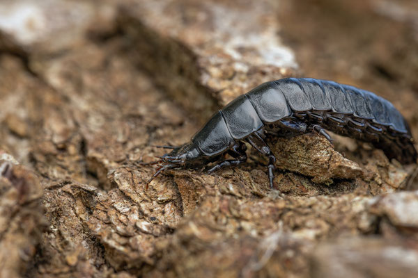 Larve eines Leder-Laufkäfers - carabus sp.