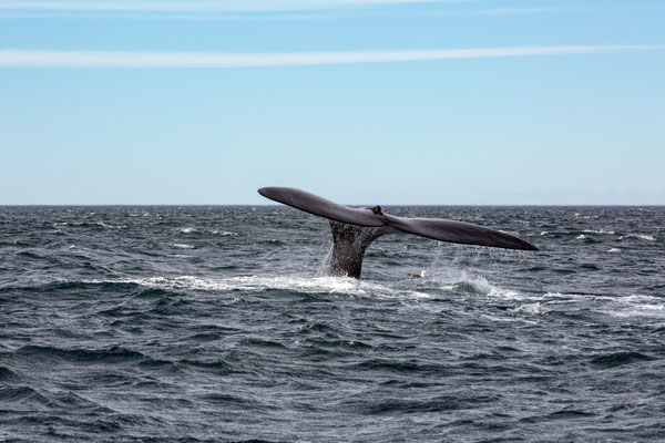 Southern Right Whale - Südlicher Glattwal