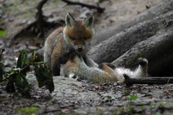 Rotfuchs - Vulpes vulpes