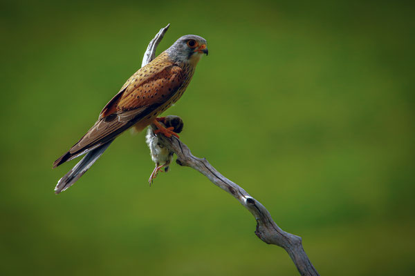 Turmfalke - Falco tinnunculus