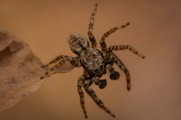 Rindenspringspinne (Marpissa muscosa)