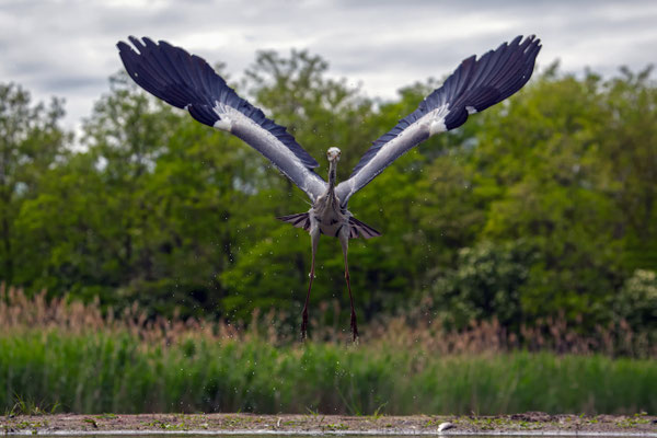 Graureiher - Ardea cinerea