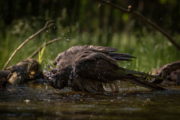 Habicht - Accipiter gentilis
