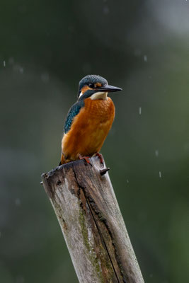 Eisvogel - Alcedo atthis
