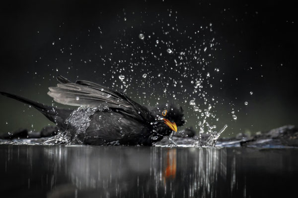 Amsel - Turdus merula