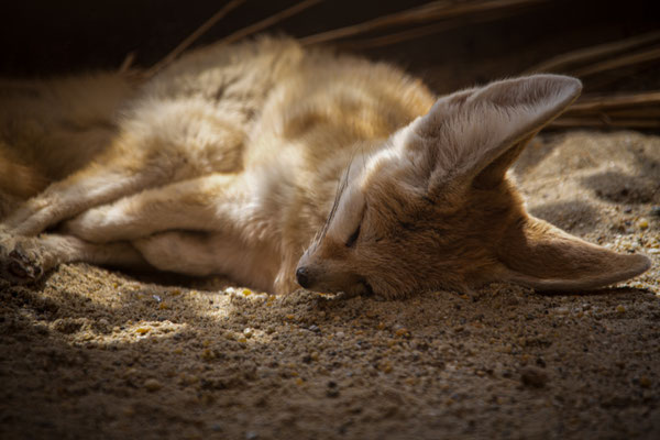 Fennek (Wüstenfuchs) - Vulpes zerda