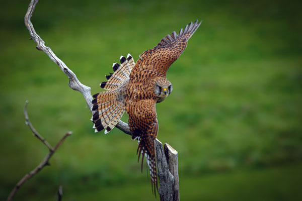 Turmfalke - Falco tinnunculus