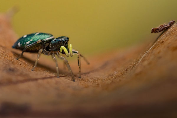 Kupfrige Sonnenspringspinne (Heliophanus cupreus)